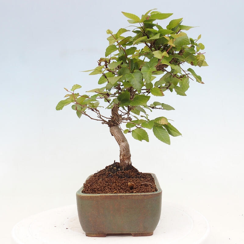 Outdoor bonsai -Carpinus CARPINOIDES - Korean hornbeam