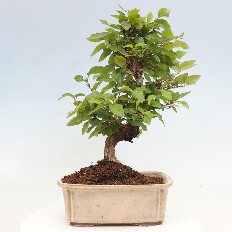 Outdoor bonsai -Carpinus CARPINOIDES - Korean hornbeam