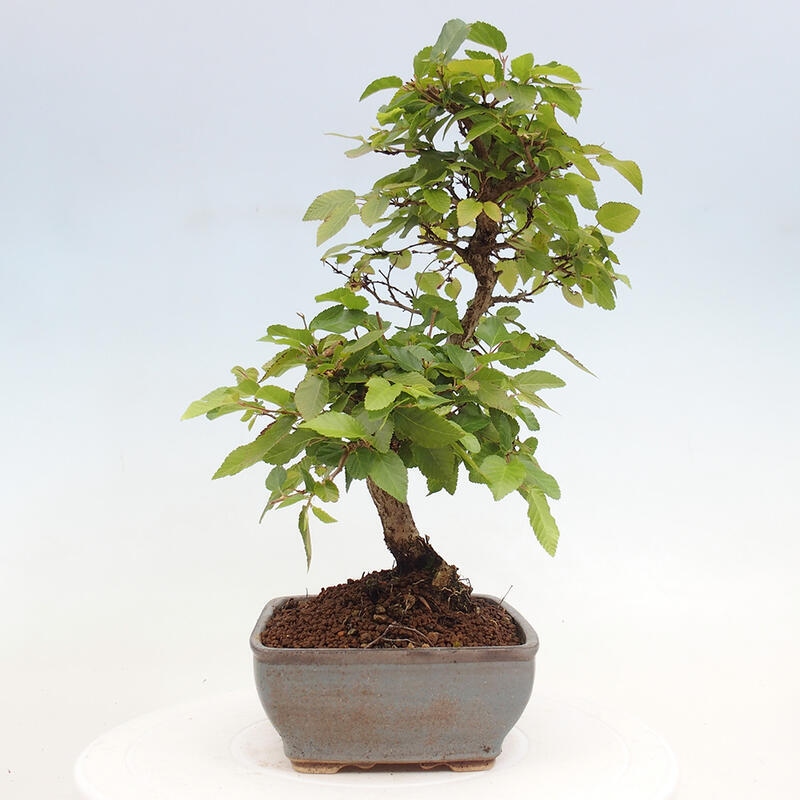 Outdoor bonsai -Carpinus CARPINOIDES - Korean hornbeam