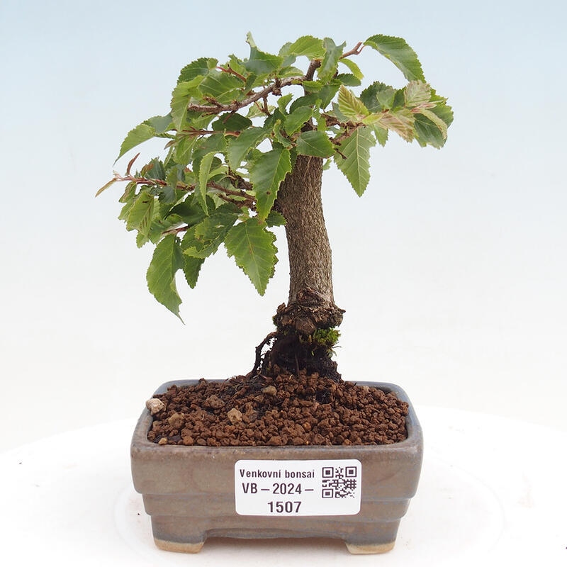 Outdoor bonsai -Carpinus CARPINOIDES - Korean Hornbeam