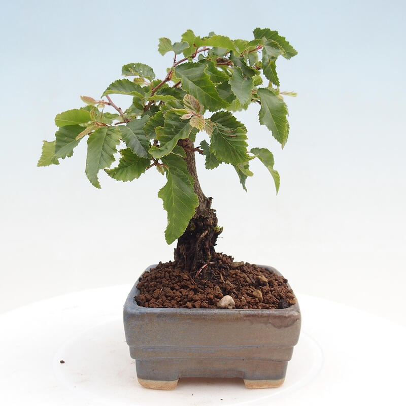 Outdoor bonsai -Carpinus CARPINOIDES - Korean Hornbeam