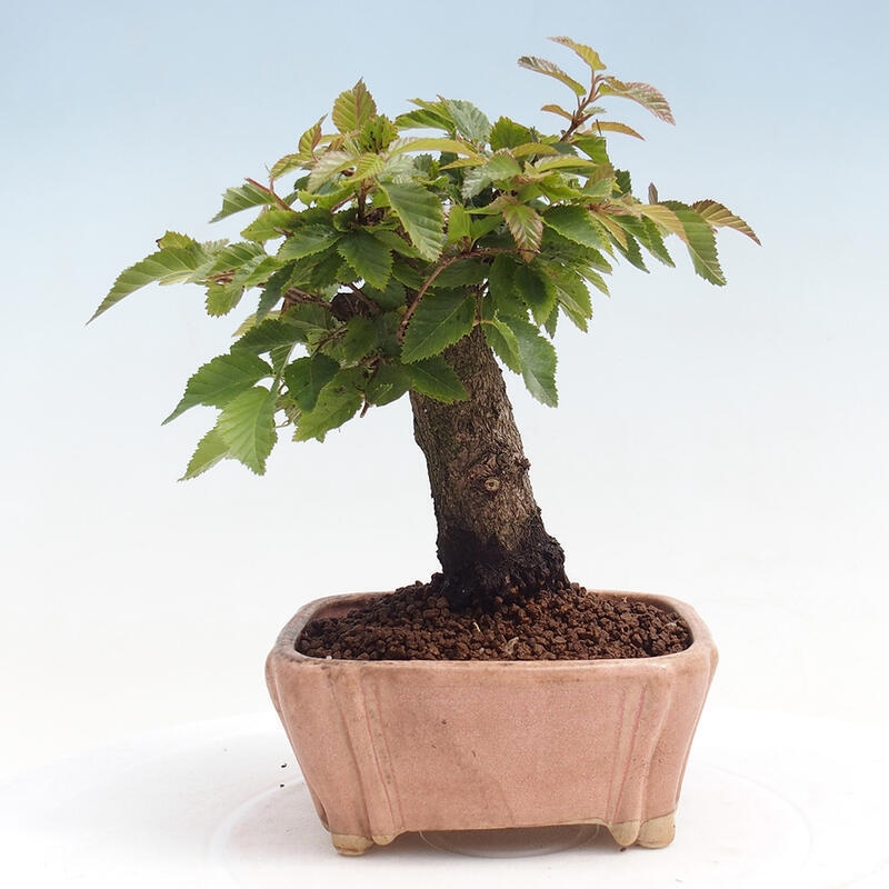 Outdoor bonsai -Carpinus CARPINOIDES - Korean Hornbeam