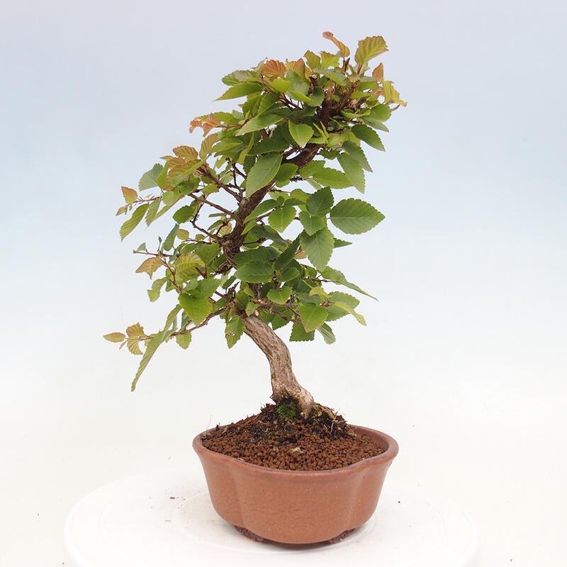 Outdoor bonsai -Carpinus CARPINOIDES - Korean hornbeam