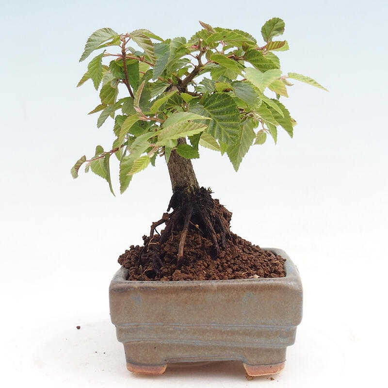 Outdoor bonsai -Carpinus CARPINOIDES - Korean Hornbeam