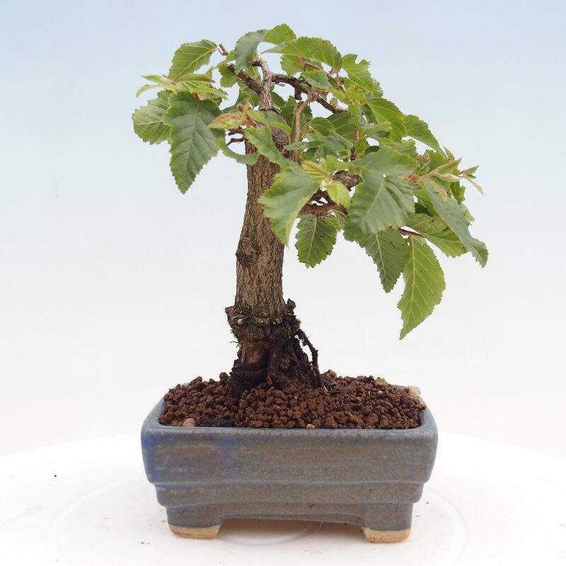 Outdoor bonsai -Carpinus CARPINOIDES - Korean Hornbeam