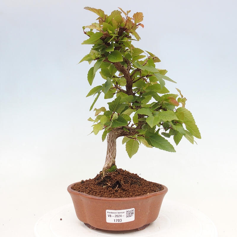 Outdoor bonsai -Carpinus CARPINOIDES - Korean hornbeam