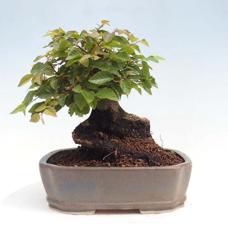 Outdoor bonsai -Carpinus CARPINOIDES - Korean Hornbeam