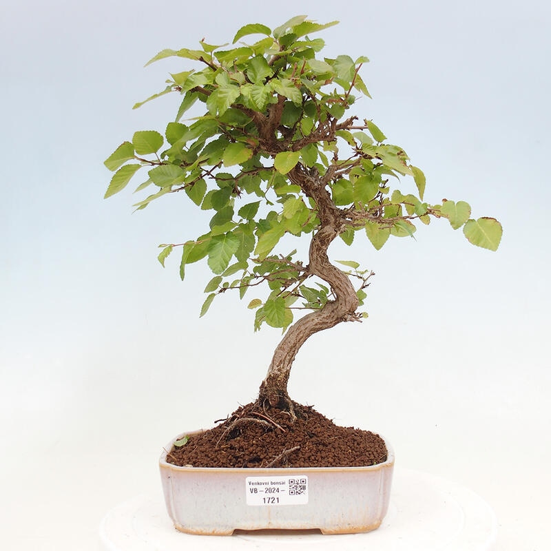 Outdoor bonsai -Carpinus CARPINOIDES - Korean hornbeam