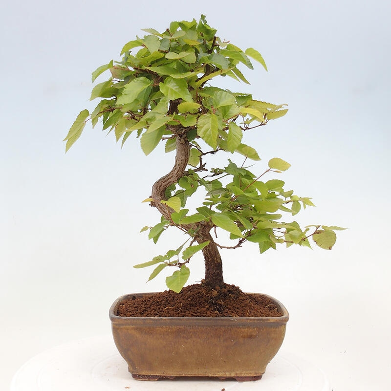 Outdoor bonsai -Carpinus CARPINOIDES - Korean hornbeam