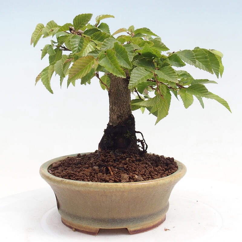 Outdoor bonsai -Carpinus CARPINOIDES - Korean Hornbeam