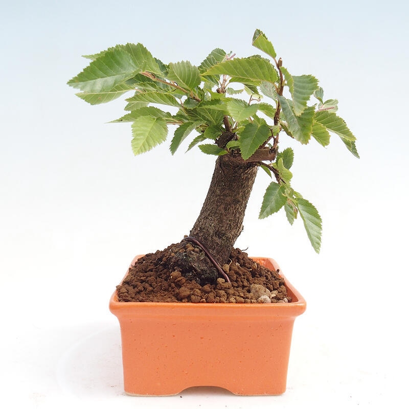 Outdoor bonsai -Carpinus CARPINOIDES - Korean Hornbeam