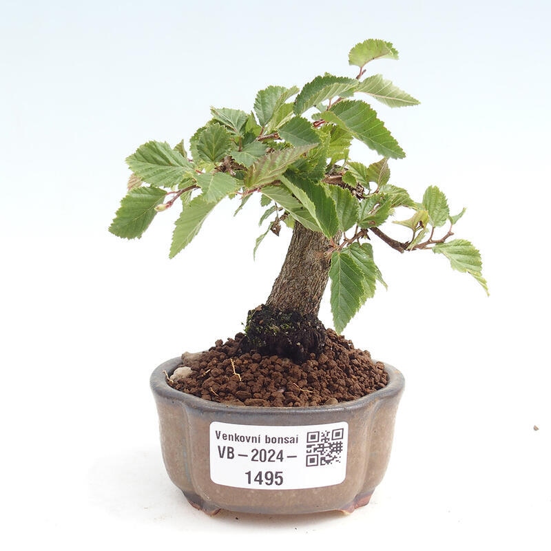 Outdoor bonsai -Carpinus CARPINOIDES - Korean Hornbeam