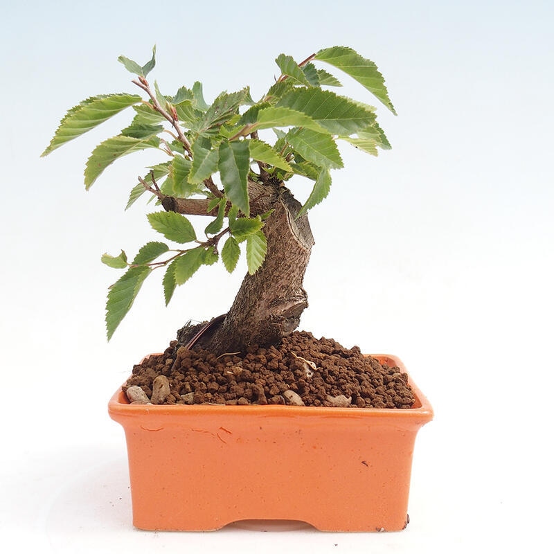 Outdoor bonsai -Carpinus CARPINOIDES - Korean Hornbeam