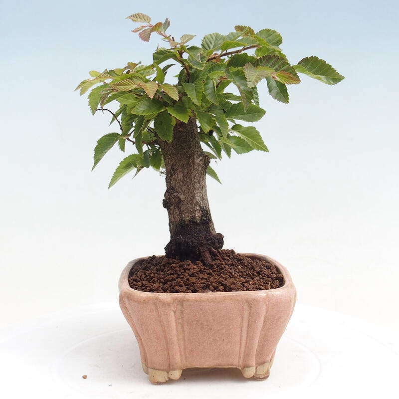 Outdoor bonsai -Carpinus CARPINOIDES - Korean Hornbeam