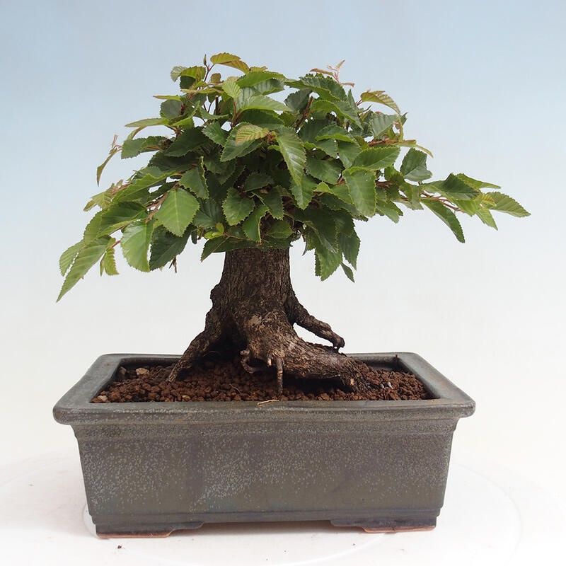 Outdoor bonsai -Carpinus CARPINOIDES - Korean Hornbeam