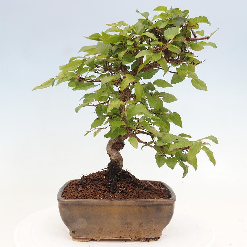 Outdoor bonsai -Carpinus CARPINOIDES - Korean hornbeam