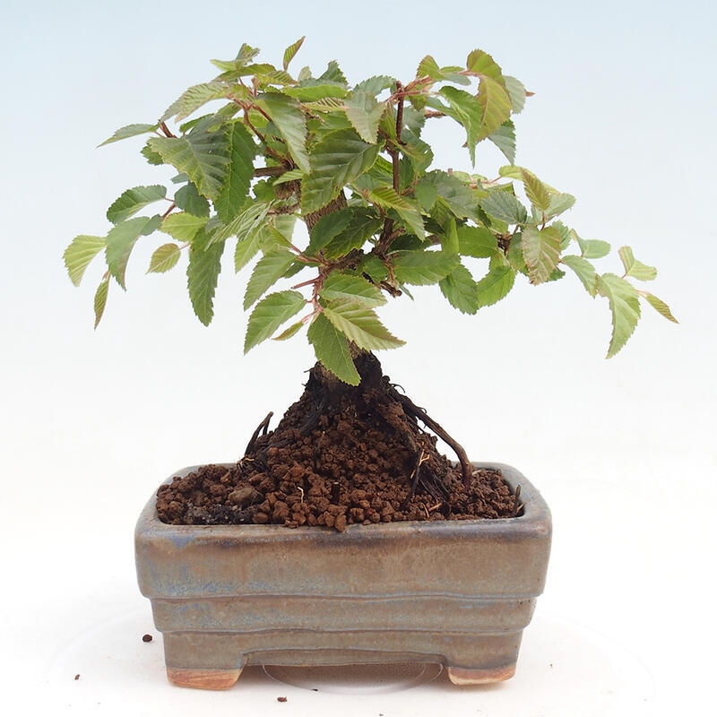 Outdoor bonsai -Carpinus CARPINOIDES - Korean Hornbeam