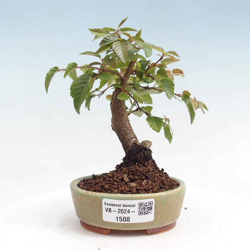 Outdoor bonsai -Carpinus CARPINOIDES - Korean Hornbeam