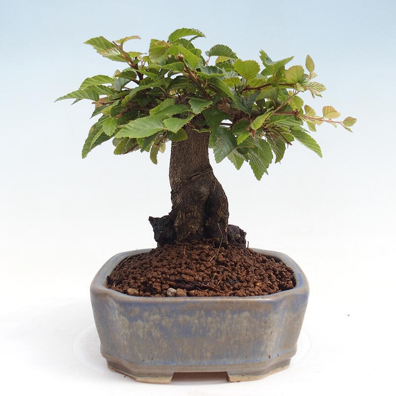 Outdoor bonsai -Carpinus CARPINOIDES - Korean Hornbeam