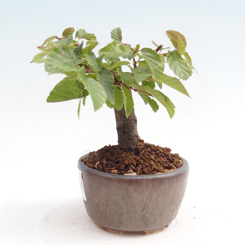 Outdoor bonsai -Carpinus CARPINOIDES - Korean Hornbeam