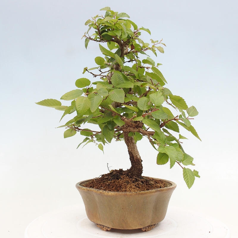 Outdoor bonsai -Carpinus CARPINOIDES - Korean hornbeam