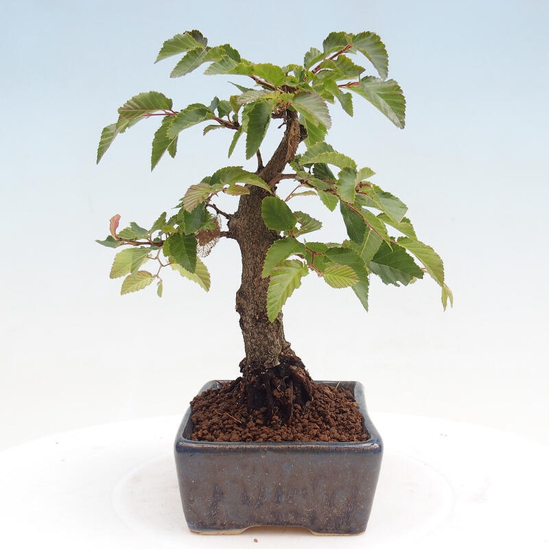 Outdoor bonsai -Carpinus CARPINOIDES - Korean Hornbeam