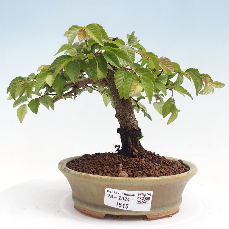 Outdoor bonsai -Carpinus CARPINOIDES - Korean Hornbeam