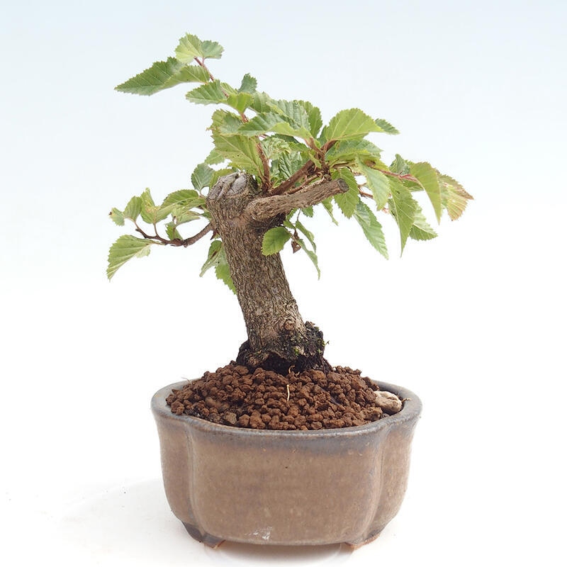 Outdoor bonsai -Carpinus CARPINOIDES - Korean Hornbeam