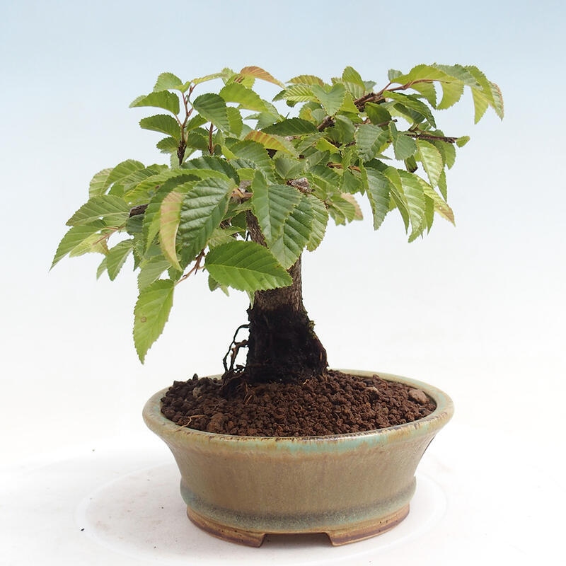 Outdoor bonsai -Carpinus CARPINOIDES - Korean Hornbeam