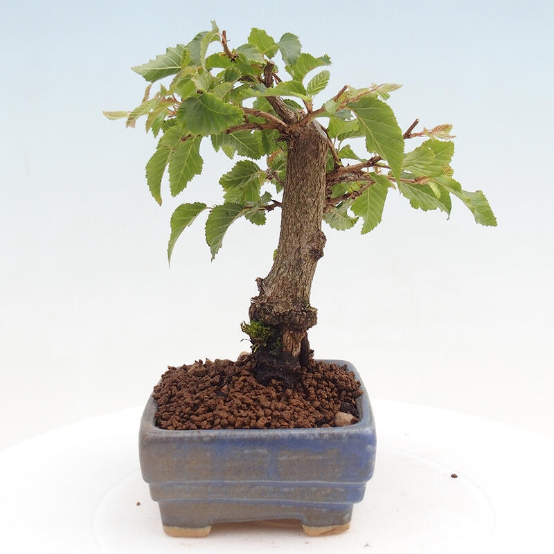 Outdoor bonsai -Carpinus CARPINOIDES - Korean Hornbeam