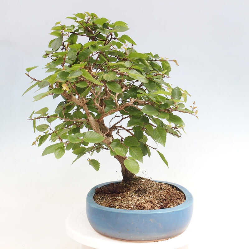 Outdoor bonsai -Carpinus CARPINOIDES - Korean Hornbeam