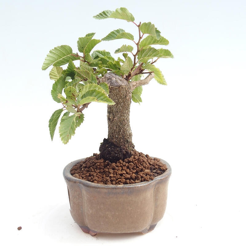 Outdoor bonsai -Carpinus CARPINOIDES - Korean Hornbeam