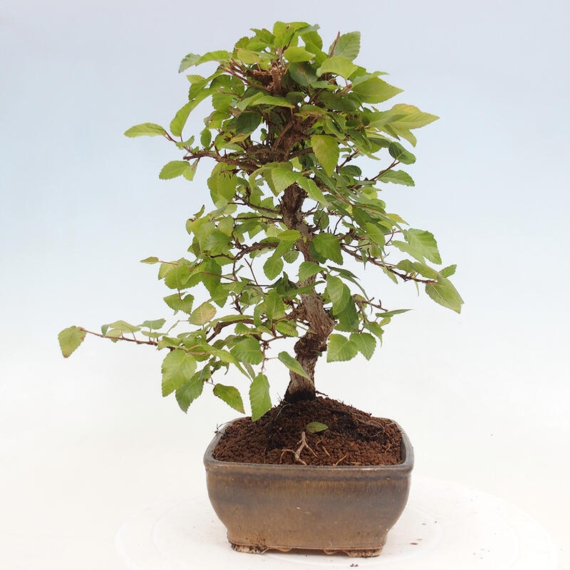 Outdoor bonsai -Carpinus CARPINOIDES - Korean hornbeam