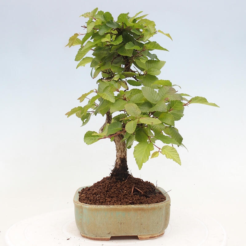 Outdoor bonsai -Carpinus CARPINOIDES - Korean hornbeam