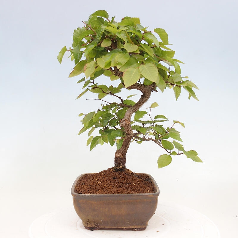 Outdoor bonsai -Carpinus CARPINOIDES - Korean hornbeam