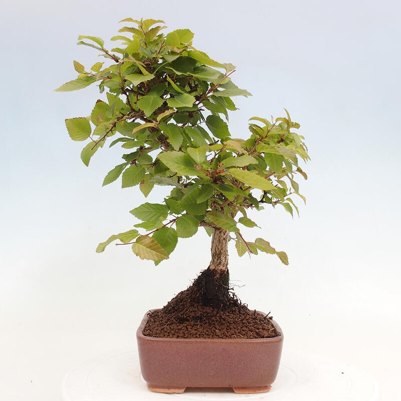 Outdoor bonsai -Carpinus CARPINOIDES - Korean hornbeam