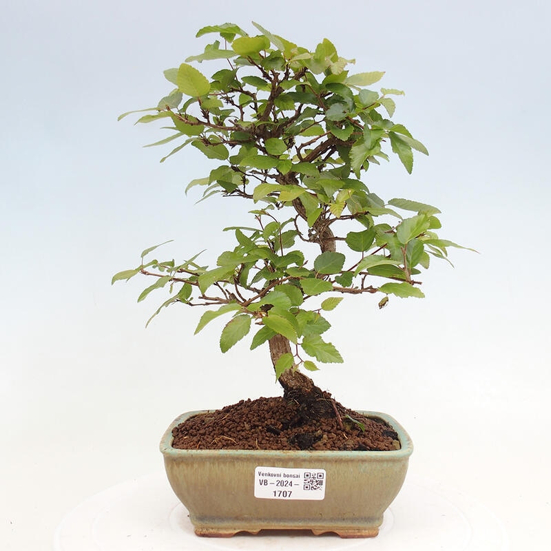 Outdoor bonsai -Carpinus CARPINOIDES - Korean hornbeam