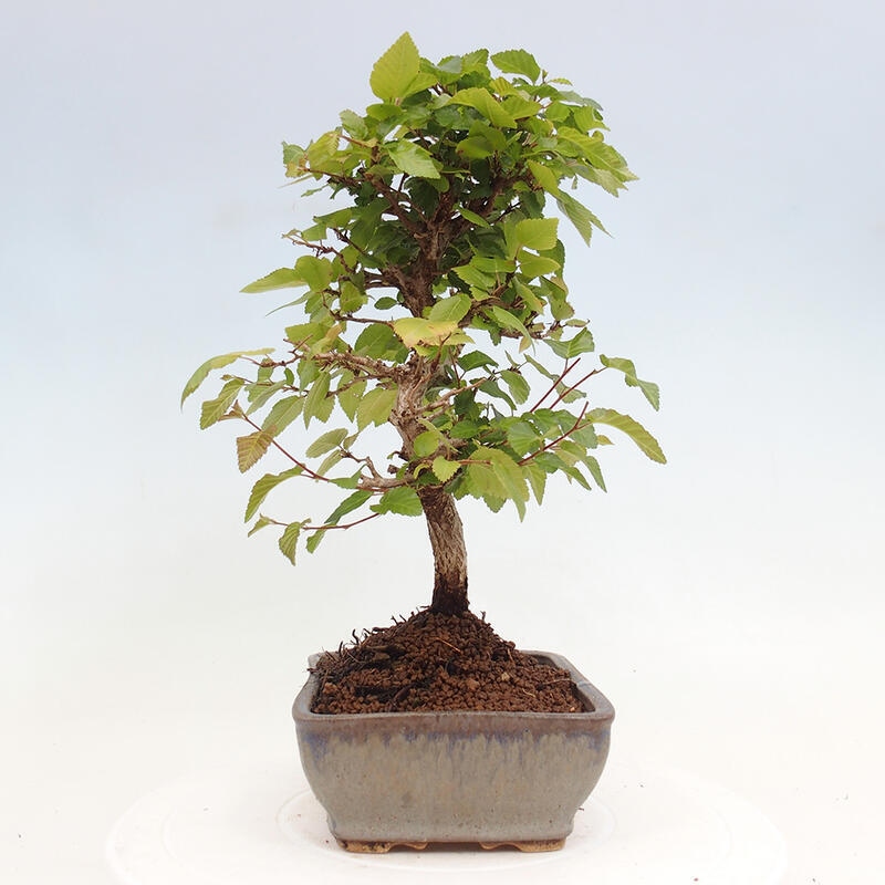 Outdoor bonsai -Carpinus CARPINOIDES - Korean hornbeam