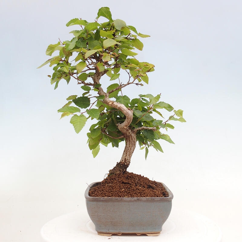 Outdoor bonsai -Carpinus CARPINOIDES - Korean hornbeam