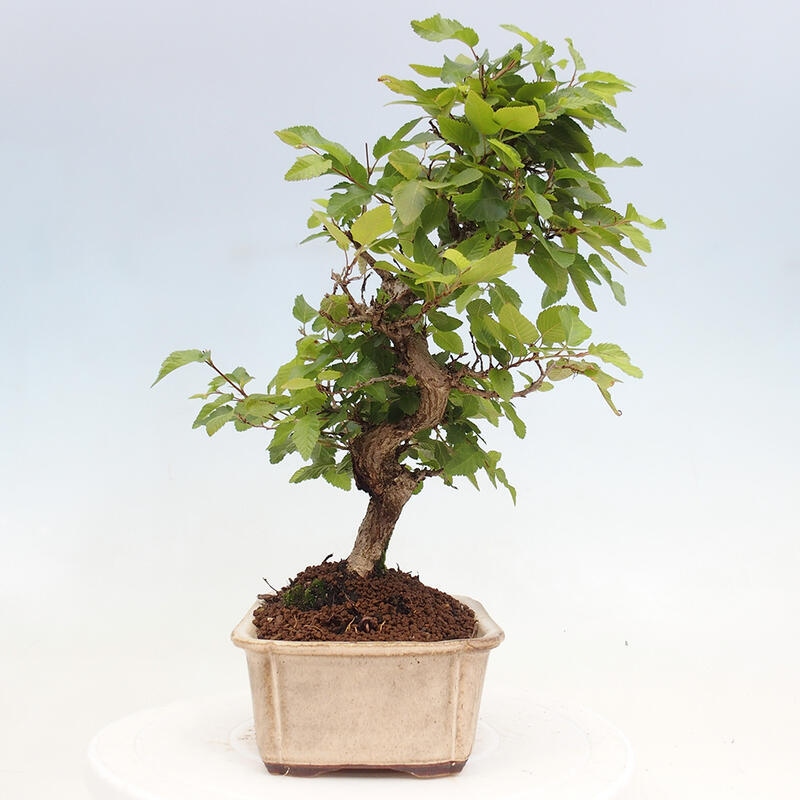 Outdoor bonsai -Carpinus CARPINOIDES - Korean hornbeam