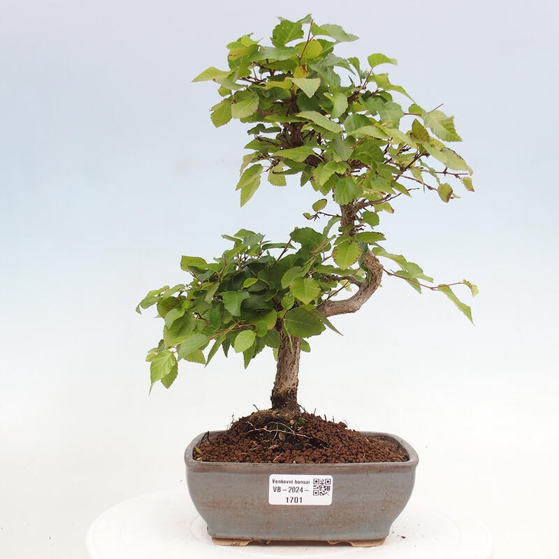 Outdoor bonsai -Carpinus CARPINOIDES - Korean hornbeam