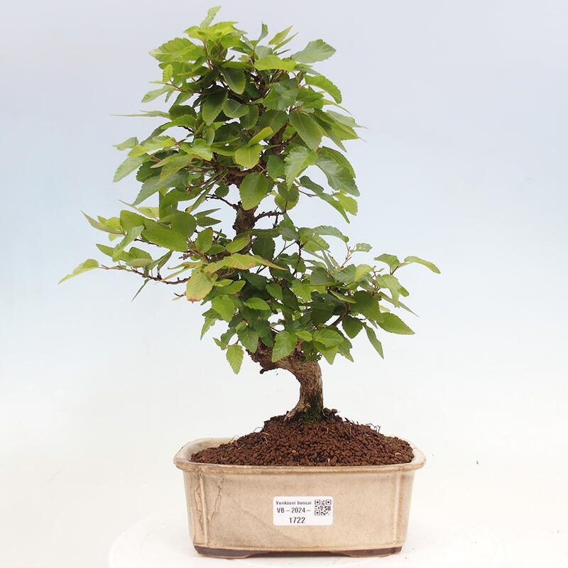 Outdoor bonsai -Carpinus CARPINOIDES - Korean hornbeam