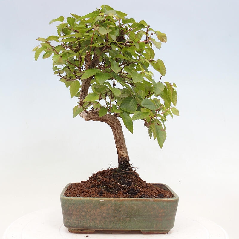 Outdoor bonsai -Carpinus CARPINOIDES - Korean hornbeam