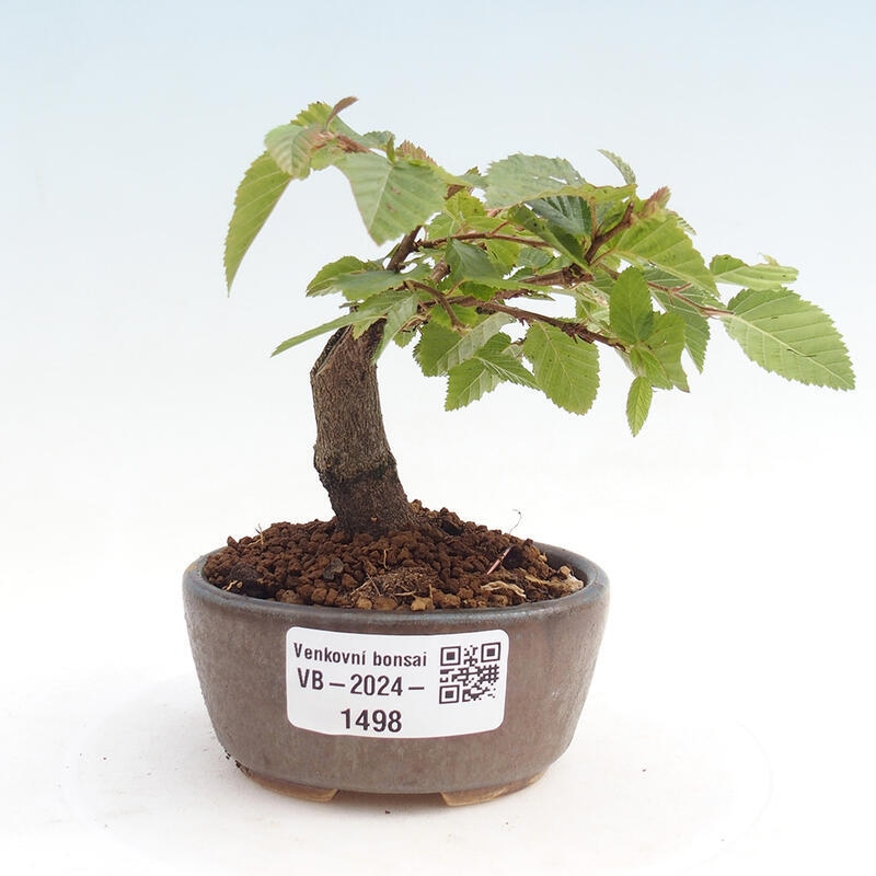 Outdoor bonsai -Carpinus CARPINOIDES - Korean Hornbeam