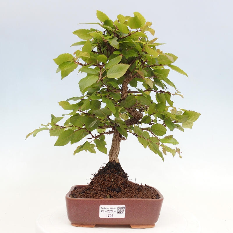 Outdoor bonsai -Carpinus CARPINOIDES - Korean hornbeam