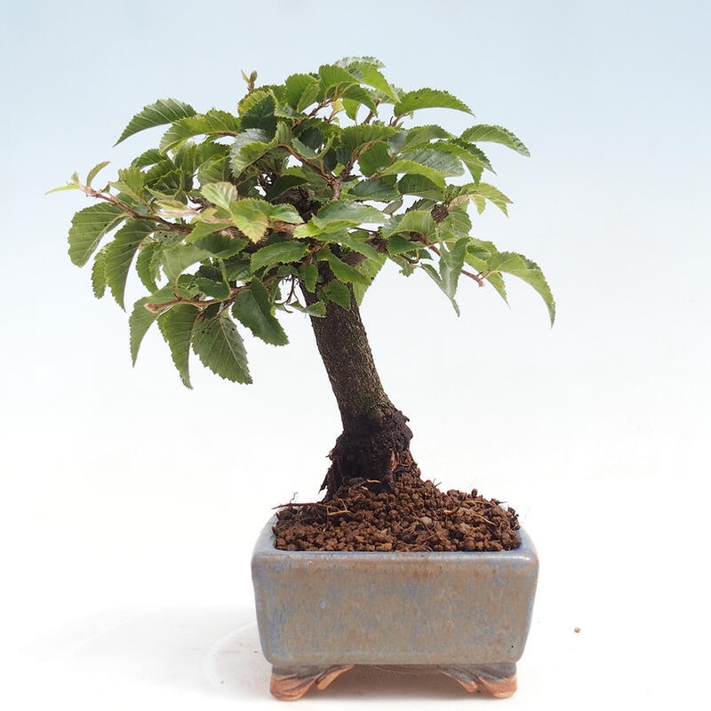 Outdoor bonsai -Carpinus CARPINOIDES - Korean Hornbeam