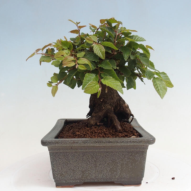 Outdoor bonsai -Carpinus CARPINOIDES - Korean Hornbeam