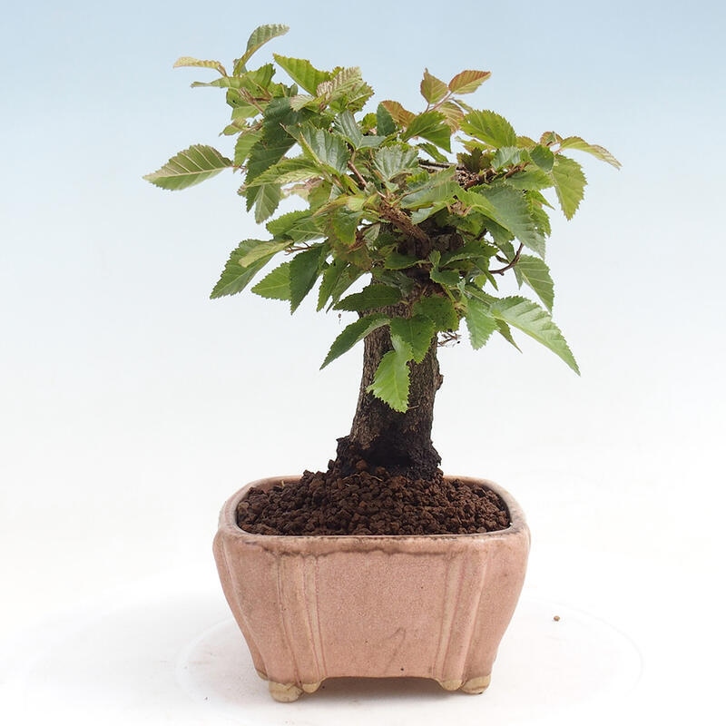 Outdoor bonsai -Carpinus CARPINOIDES - Korean Hornbeam