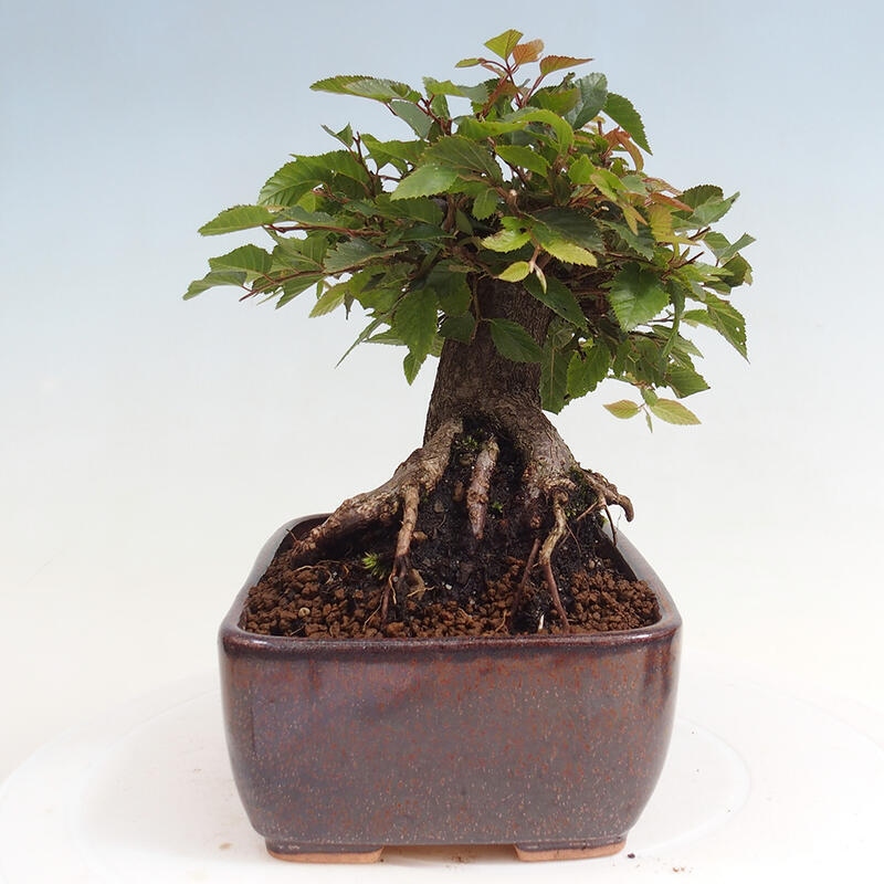 Outdoor bonsai -Carpinus CARPINOIDES - Korean Hornbeam