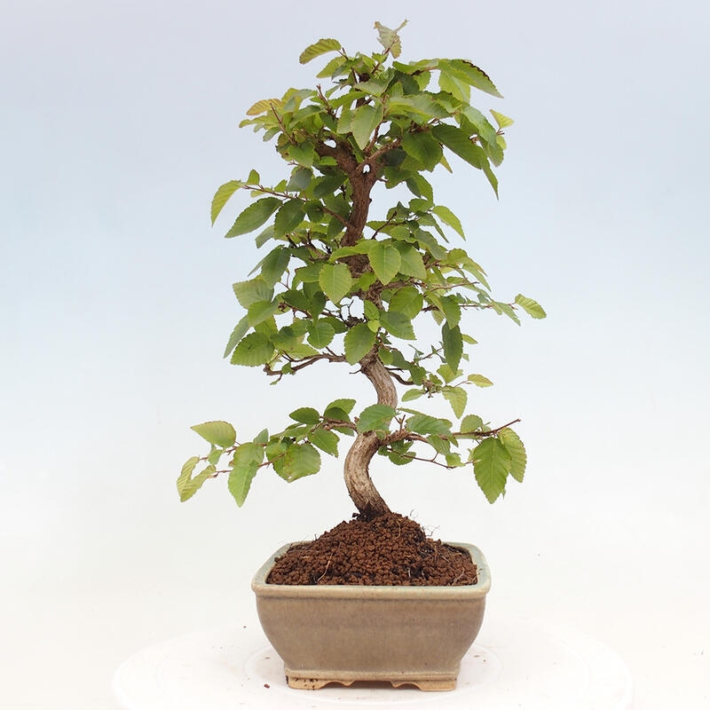 Outdoor bonsai -Carpinus CARPINOIDES - Korean hornbeam